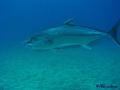 foto de buceo