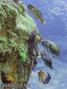 foto de buceo
