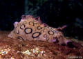 scuba diving photo