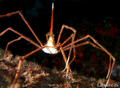 scuba diving photo