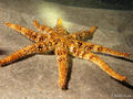 foto de buceo