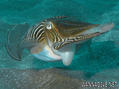 foto de buceo