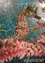foto de buceo