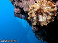 foto de buceo
