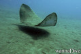 scuba diving photo