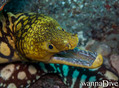 scuba diving photo