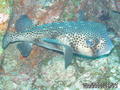 scuba diving photo