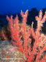 foto de buceo