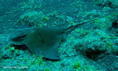 foto de buceo