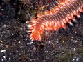 scuba diving photo