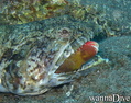 scuba diving photo