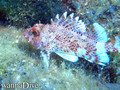 scuba diving photo