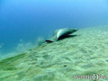 scuba diving photo