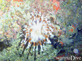 scuba diving photo