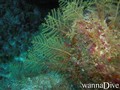 scuba diving photo