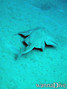 scuba diving photo