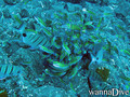 scuba diving photo