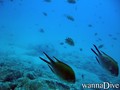 scuba diving photo