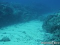 scuba diving photo