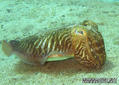 scuba diving photo