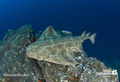 scuba diving photo