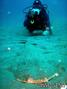 scuba diving photo
