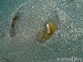 scuba diving photo