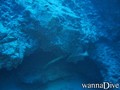 scuba diving photo