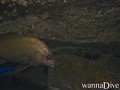scuba diving photo