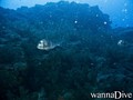 foto de buceo