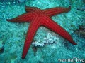 scuba diving photo