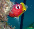 scuba diving photo