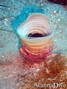foto de buceo