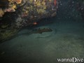 scuba diving photo