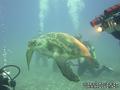 scuba diving photo