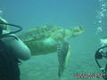 scuba diving photo