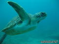 scuba diving photo