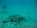scuba diving photo