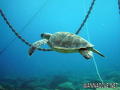 scuba diving photo