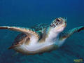 scuba diving photo