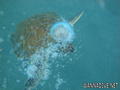 scuba diving photo