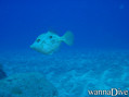 scuba diving photo