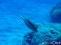 scuba diving photo