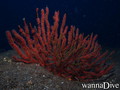 scuba diving photo