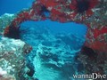 scuba diving photo