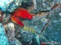 scuba diving photo