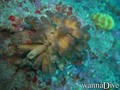 scuba diving photo