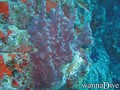 scuba diving photo