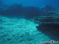 scuba diving photo