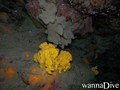 scuba diving photo